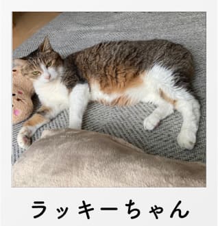 ペットの写真ラッキーちゃん